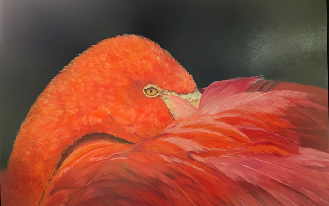 Grote vogelportretten